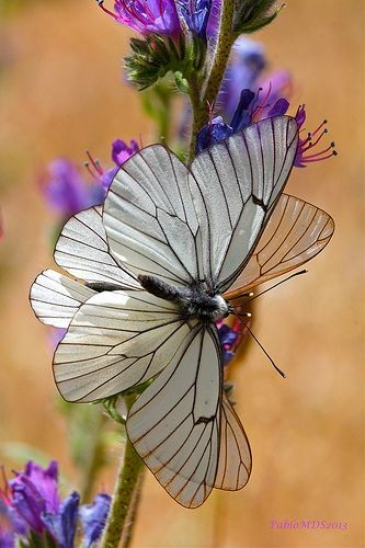 Superbe papillon