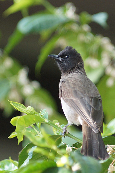 Superbes images d'oiseaux