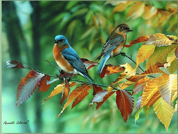 Superbes peintures d'oiseaux