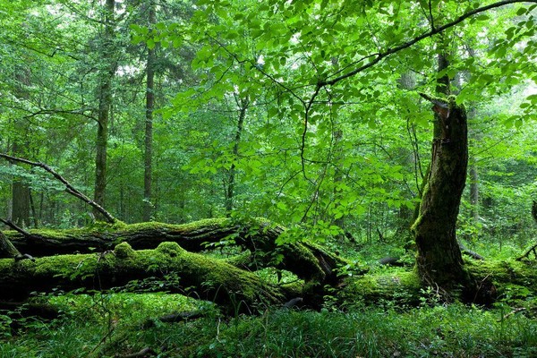 Plus belles forêts du monde