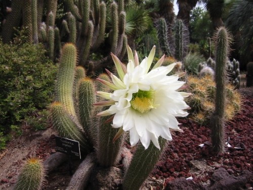 Fleurs de Cactus