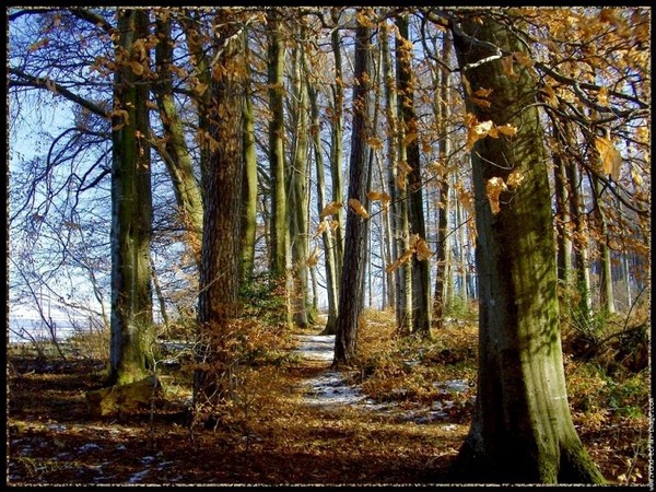 Paysage d'automne