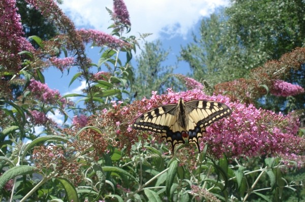 Superbes papillons