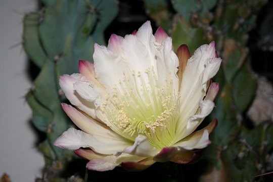 Fleurs de Cactus