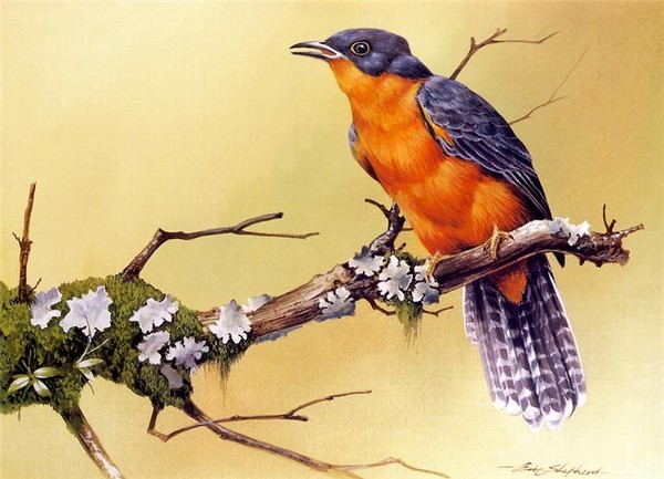 Superbe peinture d'oiseaux