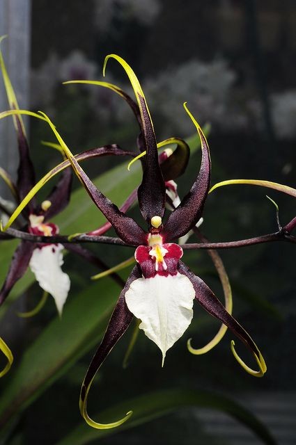 Orchidée insolite