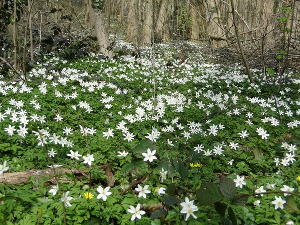 Sous bois au printemps