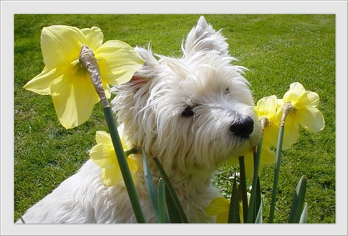 Belles images de Chiens et chats