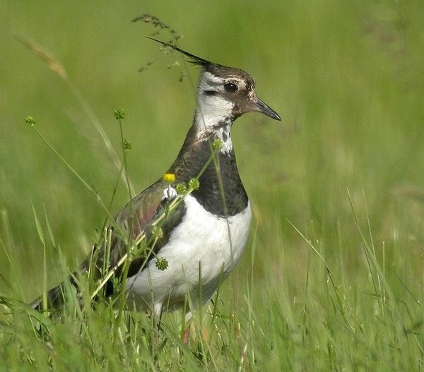 Superbes images d'oiseaux