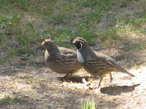 Superbes images d'oiseaux