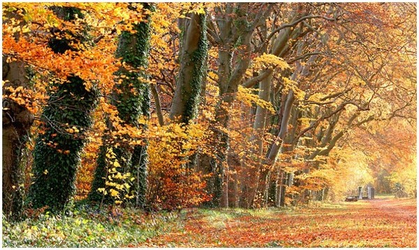 Paysages d'automne