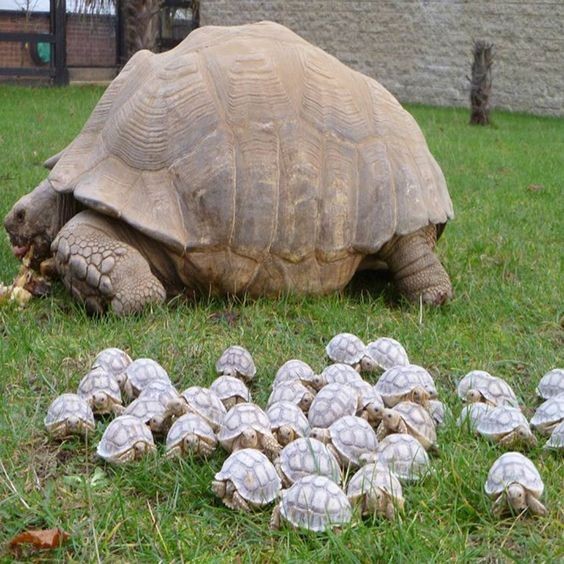 Belle famille