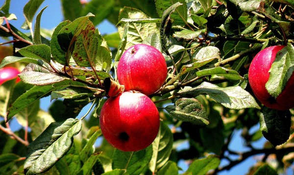 Couleurs et parfums d'Automne