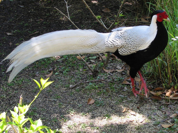 Superbes images d'oiseaux