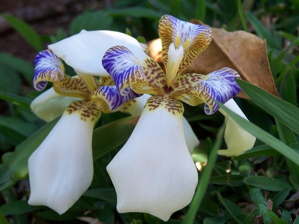 Fleurs d'Orchidées