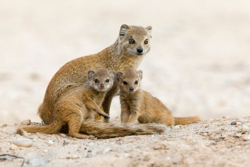 Belles familles