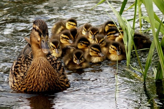 Belle famille