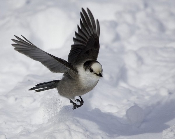 Superbes images d'oiseaux