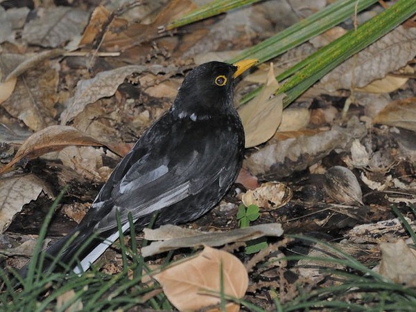 Superbes images d'oiseaux