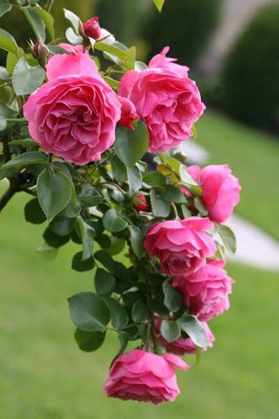 Que des belles roses!!