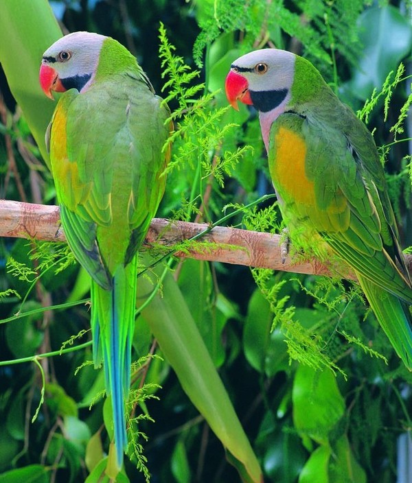 Superbe image d'oiseaux