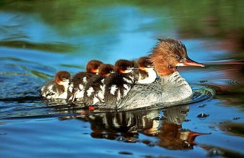 Belle famille