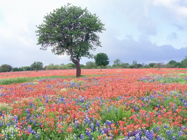 Paysages -Printemps -Eté