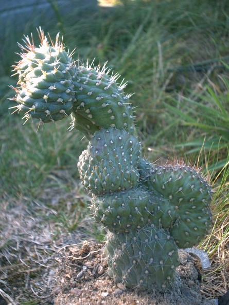 Fleurs de Cactus