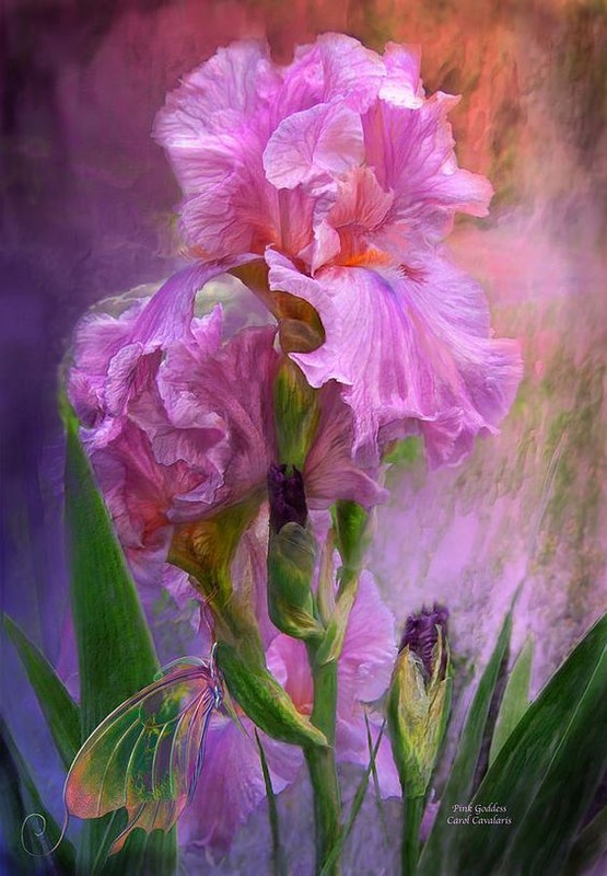 Fleurs de Carol Cavalaris