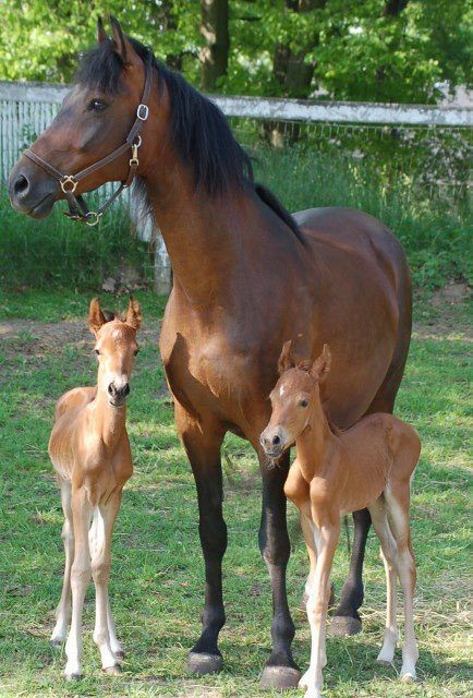 Belle famille