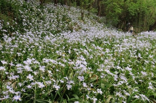 Sous bois au printemps