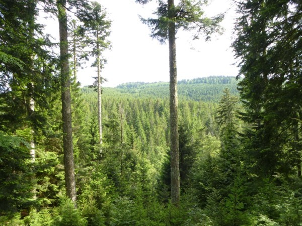 Plus belles forêts du monde 
