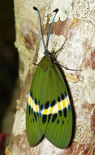 Superbe papillon