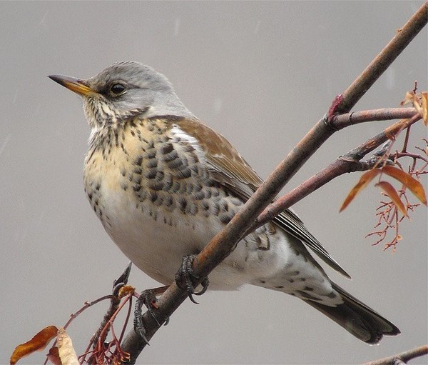 Superbes images d'oiseaux