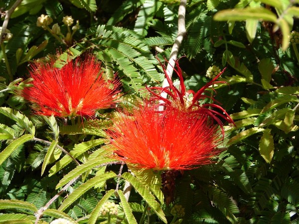 Fleurs de Cactus