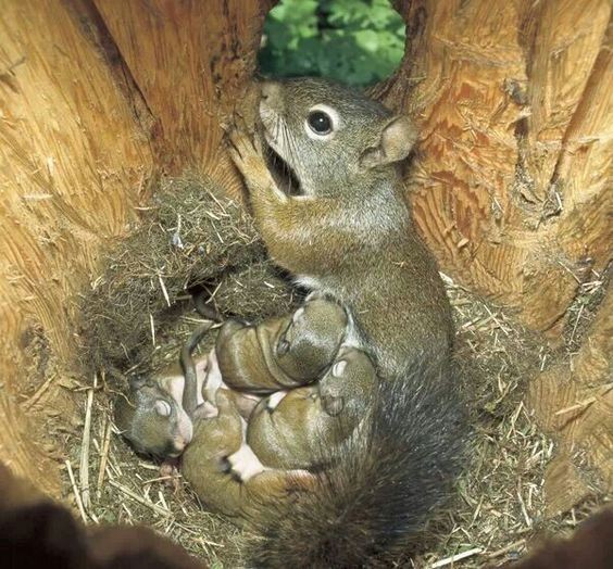 Belle famille